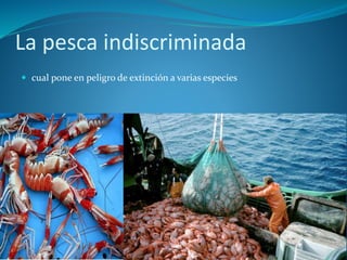 La pesca indiscriminada
 cual pone en peligro de extinción a varias especies
 
