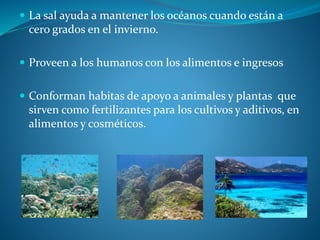  La sal ayuda a mantener los océanos cuando están a
cero grados en el invierno.
 Proveen a los humanos con los alimentos e ingresos
 Conforman habitas de apoyo a animales y plantas que
sirven como fertilizantes para los cultivos y aditivos, en
alimentos y cosméticos.
 