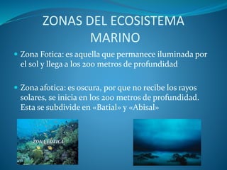 ZONAS DEL ECOSISTEMA
MARINO
 Zona Fotica: es aquella que permanece iluminada por
el sol y llega a los 200 metros de profundidad
 Zona afotica: es oscura, por que no recibe los rayos
solares, se inicia en los 200 metros de profundidad.
Esta se subdivide en «Batial» y «Abisal»
 