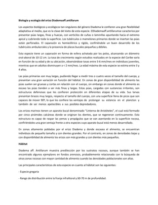 Biología y ecología del erizo Diademaaff.antillarum
Los aspectos biológicos y ecológicos tan singulares del género Diadema le confieren una gran flexibilidad
adaptativa al medio, que es la clave del éxito de esta especie. ElDiademaaff.antillarumse caracteriza por
presentar púas largas, finas y huecas, con verticilos de cuñas o laminillas apuntando hacia el extremo
apical y cubriendo toda la superficie. Los tubérculos o mamelones primarios donde se insertan las púas
están perforados. El caparazón es hemiesférico y rígido, confiriéndole un buen desarrollo de los
tubérculos ambulacrales y la presencia de placas bucales pequeñas y débiles.
Esta especie tiene un caparazón en forma de esfera achatada por los polos, alcanzando un diámetro
oral-aboral de 10-12 cm. La tasa de crecimiento según estudios realizados en la especie del Caribe varía
en función de su edad y de su ubicación, observándose tasas entre 3-6 mm/mes en individuos juveniles,
mientras que en adultos disminuyen a < 2 mm/mes. La edad máxima de esta especie se estima entre 3 y
4 años.
Las púas primarias son muy largas, pudiendo llegar a medir tres o cuatro veces el tamaño del cuerpo, y
presentan una gran variación en función del hábitat. En zonas de gran disponibilidad de alimento las
púas suelen ser gruesas y cortas en relación con el cuerpo, sin embargo en zonas donde el alimento es
escaso las púas tienden a ser más finas y largas. Estas púas, cargadas con sustancias irritantes, son
estructuras defensivas que les confieren protección en diferentes etapas de su vida. Sus larvas
presentan brazos muy largos, respecto al tamaño del cuerpo, con una superficie llena de picos que son
capaces de mover 90º, lo que les confiere las ventajas de prolongar su estancia en el plancton y
también de ser menos apetecibles a sus posibles depredadores.
Los erizos marinos tienen un aparato bucal denominado “Linterna de Aristóteles”, el cual está formado
por cinco pirámides calcáreas donde se originan los dientes, que se regeneran continuamente. Esta
estructura es capaz de raspar las yemas y propágulos que se van asentando en la superficie rocosa,
confiriéndoles una gran ventaja frente a otra especies cuyo aparato bucal está menos desarrollado.
En zonas altamente pobladas por el erizo Diadema y donde escasea el alimento, se encuentran
individuos de pequeño tamaño y con dientes grandes. Por el contrario, en zonas de densidades bajas y
con disponibilidad de alimento los erizos son más grandes y con dientes más pequeños.
Hábitat
Diadema aff. Antillarum muestra predilección por los sustratos rocosos, aunque también se han
encontrado algunos ejemplares en fondos arenosos, probablemente relacionado con la búsqueda de
otras zonas rocosas con mayor cantidad de alimento cuando las densidades poblacionales son altas.
Las principales características de esta especie en cuanto al hábitat son las siguientes:
- Especie gregaria
- Rango de distribución entre la franja infralitoral y 60-70 m de profundidad.
 