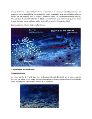 Una vez terminado su desarrollo planctónico se asientan en el sustrato, mostrando preferencia por
zonas con microrrugosidad alta, como pequeñas grietas y cavidades. Una vez asentadas, sufren un
proceso de metamorfosis que da origen a su estadio juvenil, con tamaños de caparazón entre 1-2
mm. Las tasas de asentamiento son de 10-30 juveniles/m2 en agostoseptiembre, que tres meses
después dan lugar a una población adulta de 0,3-1,9 reclutas/m2 (Hernández, 2006).
Ciclo reproductivo del erizo Diadema aff.antillarum.
ESTRUCTURA DE LAS POBLACIONES
Tallas y abundancias
Los erizos grandes (> 5 cm), que viven en bajas densidades (< 2 ind/m2), que se suelen encontrar
en zonas de borde o con mayor hidrodinamismo y mucho alimento, se denominan conquistadores,
siendo los ejemplares pioneros en la creación de un blanquizal.
 
