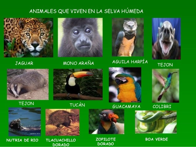Ecosistemas mex.