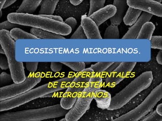 MODELOS EXPERIMENTALES DE ECOSISTEMAS MICROBIANOS. ECOSISTEMAS MICROBIANOS. 
