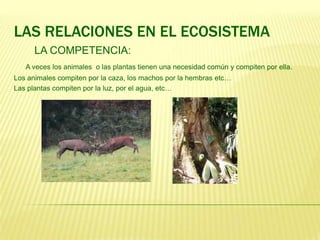 LAS RELACIONES EN EL ECOSISTEMA
      LA COMPETENCIA:
   A veces los animales o las plantas tienen una necesidad común y compiten por ella.
Los animales compiten por la caza, los machos por la hembras etc…
Las plantas compiten por la luz, por el agua, etc…
 