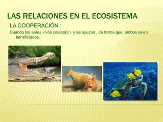 LAS RELACIONES EN EL ECOSISTEMA
LA COOPERACIÓN :
Cuando los seres vivos colaboran y se ayudan , de forma que, ambos salen
  beneficiados.
 