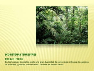 ECOSISTEMAS TERRESTRES
Bosque Tropical
En los bosques tropicales existe una gran diversidad de seres vivos; millones de especies
de animales y plantas viven en ellos. También se llaman selvas.
 