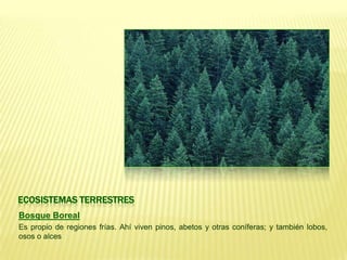ECOSISTEMAS TERRESTRES
Bosque Boreal
Es propio de regiones frías. Ahí viven pinos, abetos y otras coníferas; y también lobos,
osos o alces
 