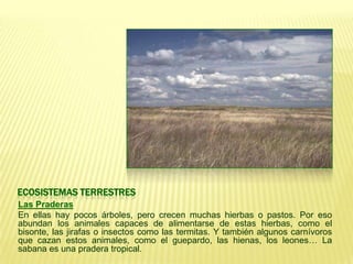 ECOSISTEMAS TERRESTRES
Las Praderas
En ellas hay pocos árboles, pero crecen muchas hierbas o pastos. Por eso
abundan los animales capaces de alimentarse de estas hierbas, como el
bisonte, las jirafas o insectos como las termitas. Y también algunos carnívoros
que cazan estos animales, como el guepardo, las hienas, los leones… La
sabana es una pradera tropical.
 