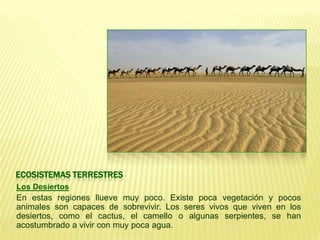 ECOSISTEMAS TERRESTRES
Los Desiertos
En estas regiones llueve muy poco. Existe poca vegetación y pocos
animales son capaces de sobrevivir. Los seres vivos que viven en los
desiertos, como el cactus, el camello o algunas serpientes, se han
acostumbrado a vivir con muy poca agua.
 