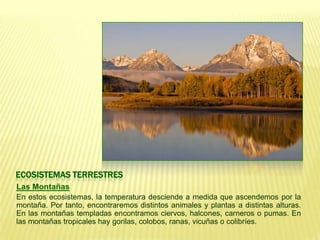 ECOSISTEMAS TERRESTRES
Las Montañas
En estos ecosistemas, la temperatura desciende a medida que ascendemos por la
montaña. Por tanto, encontraremos distintos animales y plantas a distintas alturas.
En las montañas templadas encontramos ciervos, halcones, carneros o pumas. En
las montañas tropicales hay gorilas, colobos, ranas, vicuñas o colibríes.
 