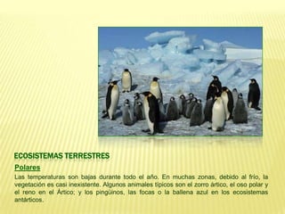 ECOSISTEMAS TERRESTRES
Polares
Las temperaturas son bajas durante todo el año. En muchas zonas, debido al frío, la
vegetación es casi inexistente. Algunos animales típicos son el zorro ártico, el oso polar y
el reno en el Ártico; y los pingüinos, las focas o la ballena azul en los ecosistemas
antárticos.
 