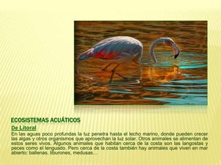 ECOSISTEMAS ACUÁTICOS
De Litoral
En las aguas poco profundas la luz penetra hasta el lecho marino, donde pueden crecer
las algas y otros organismos que aprovechan la luz solar. Otros animales se alimentan de
estos seres vivos. Algunos animales que habitan cerca de la costa son las langostas y
peces como el lenguado. Pero cerca de la costa también hay animales que viven en mar
abierto: ballenas, tiburones, medusas…
 