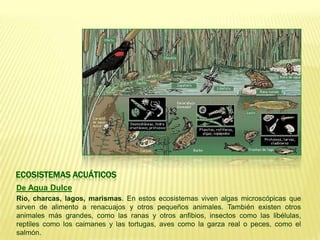 ECOSISTEMAS ACUÁTICOS
De Agua Dulce
Río, charcas, lagos, marismas. En estos ecosistemas viven algas microscópicas que
sirven de alimento a renacuajos y otros pequeños animales. También existen otros
animales más grandes, como las ranas y otros anfibios, insectos como las libélulas,
reptiles como los caimanes y las tortugas, aves como la garza real o peces, como el
salmón.
 