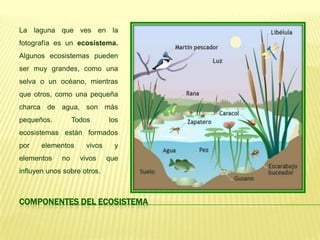 La laguna que ves en la
fotografía es un ecosistema.
Algunos ecosistemas pueden
ser muy grandes, como una
selva o un océano, mientras
que otros, como una pequeña
charca de agua, son más
pequeños.         Todos      los
ecosistemas están formados
por    elementos     vivos     y
elementos    no     vivos    que
influyen unos sobre otros.



COMPONENTES DEL ECOSISTEMA
 