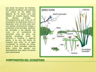 Las ranas, los peces, los insectos,
las plantas acuáticas y los arbustos
que crecen en las orillas son
algunos de los seres vivos que
habitan en nuestra laguna. Todas
las     plantas,     animales      y
microorganismos que viven en un
ecosistema se relacionan entre sí y
dependen unos de otros para vivir.
Las plantas proporcionan refugio y
protección a los animales. Además,
los animales y las plantas que
viven en un ecosistema se
alimentan unos de otros. Las
plantas    acuáticas    sirven    de
alimento a insectos y algunos
peces. A su vez, las larvas de
insectos que viven en el agua
constituyen la comida de ranas,
peces y otros animales. Algunas
aves, como las garzas, son
depredadores que cazan los peces
para alimentarse.



COMPONENTES DEL ECOSISTEMA
 
