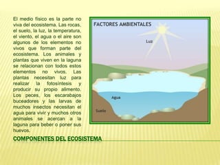 El medio físico es la parte no
viva del ecosistema. Las rocas,
el suelo, la luz, la temperatura,
el viento, el agua o el aire son
algunos de los elementos no
vivos que forman parte del
ecosistema. Los animales y
plantas que viven en la laguna
se relacionan con todos estos
elementos no vivos. Las
plantas necesitan luz para
realizar la fotosíntesis y
producir su propio alimento.
Los peces, los escarabajos
buceadores y las larvas de
muchos insectos necesitan el
agua para vivir y muchos otros
animales se acercan a la
laguna para beber o poner sus
huevos.
COMPONENTES DEL ECOSISTEMA
 