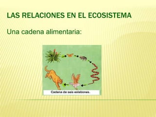 LAS RELACIONES EN EL ECOSISTEMA

Una cadena alimentaria:
 