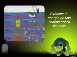 Pirámide de
energía de una
cadena trófica
   acuática
 