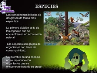ESPECIES
Los componentes bióticos se
desglosan de forma más
específica.

La primera división es la de
las especies que se
encuentran en un ecosistema
natural.

 Las especies son grupos de
organismos con lazos de
consanguinidad.

Un miembro de una especie
no se reproduce con
organismos que se
encuentran fuera de su grupo.
 
