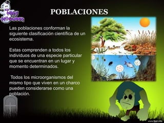 POBLACIONES

Las poblaciones conforman la
siguiente clasificación científica de un
ecosistema.

Estas comprenden a todos los
individuos de una especie particular
que se encuentran en un lugar y
momento determinados.

Todos los microorganismos del
mismo tipo que viven en un charco
pueden considerarse como una
población.
 