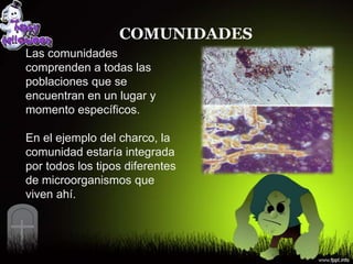 COMUNIDADES
Las comunidades
comprenden a todas las
poblaciones que se
encuentran en un lugar y
momento específicos.

En el ejemplo del charco, la
comunidad estaría integrada
por todos los tipos diferentes
de microorganismos que
viven ahí.
 
