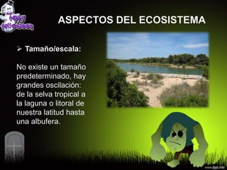 ASPECTOS DEL ECOSISTEMA

 Tamaño/escala:

No existe un tamaño
predeterminado, hay
grandes oscilación:
de la selva tropical a
la laguna o litoral de
nuestra latitud hasta
una albufera.
 