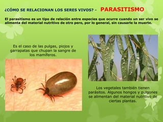 ¿CÓMO SE RELACIONAN LOS SERES VIVOS? - PARASITISMO
El parasitismo es un tipo de relación entre especies que ocurre cuando un ser vivo se
alimenta del material nutritivo de otro pero, por lo general, sin causarle la muerte.
Es el caso de las pulgas, piojos y
garrapatas que chupan la sangre de
los mamíferos.
Los vegetales también tienen
parásitos. Algunos hongos y pulgones
se alimentan del material nutritivo de
ciertas plantas.
 