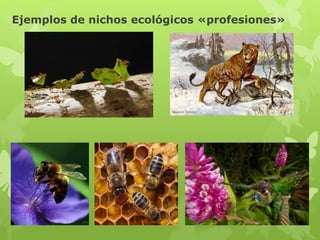 Ejemplos de nichos ecológicos «profesiones»
 
