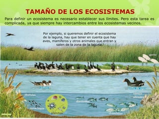 TAMAÑO DE LOS ECOSISTEMAS
Para definir un ecosistema es necesario establecer sus límites. Pero esta tarea es
complicada, ya que siempre hay intercambios entre los ecosistemas vecinos.
Por ejemplo, si queremos definir el ecosistema
de la laguna, hay que tener en cuenta que hay
aves, mamíferos y otros animales que entran y
salen de la zona de la laguna.
 