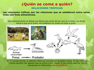 RELACIONES TRÓFICAS
Las relaciones tróficas son las relaciones que se establecen entre seres
vivos con fines alimenticios.
¿Quién se come a quién?
Para representarlas se dibuja una flecha que parte del ser que es comido y se dirige
hacia el que se lo come. Así podemos ver quién se come a quién.
En el mundo animal, la relación trófica es una relación predador-presa. En las relaciones
tróficas siempre hay alguien que se come a otro. Según lo que coma cada ser vivo lo
agrupamos en diferentes niveles tróficos.
 
