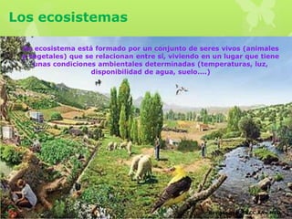 Los ecosistemas
Un ecosistema está formado por un conjunto de seres vivos (animales
y vegetales) que se relacionan entre sí, viviendo en un lugar que tiene
unas condiciones ambientales determinadas (temperaturas, luz,
disponibilidad de agua, suelo....)
Revisar pag. 62 CC.AA - MED
 