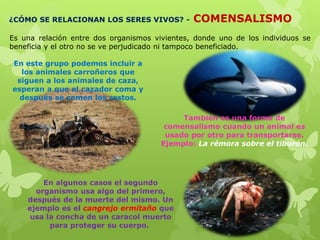 ¿CÓMO SE RELACIONAN LOS SERES VIVOS? - COMENSALISMO
Es una relación entre dos organismos vivientes, donde uno de los individuos se
beneficia y el otro no se ve perjudicado ni tampoco beneficiado.
En este grupo podemos incluir a
los animales carroñeros que
siguen a los animales de caza,
esperan a que el cazador coma y
después se comen los restos.
También es una forma de
comensalismo cuando un animal es
usado por otro para transportarse.
Ejemplo: La rémora sobre el tiburón.
En algunos casos el segundo
organismo usa algo del primero,
después de la muerte del mismo. Un
ejemplo es el cangrejo ermitaño que
usa la concha de un caracol muerto
para proteger su cuerpo.
 