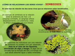 ¿CÓMO SE RELACIONAN LOS SERES VIVOS? - SIMBIOSIS
En este tipo de relación los dos seres vivos que se relacionan salen beneficiados.
Un ejemplo de simbiosis es la relación
entre la anémona de mar y el
cangrejo ermitaño, el cangrejo ofrece
desplazamiento a la anémona y ésta
le ofrece protección con sus brazos
punzantes.
La garcilla bueyera desparasita al buey
encontrando de este modo su sustento.
En ocasiones los individuos con una relación
de simbiosis no pueden vivir por separado.
Este es el caso de los líquenes,
asociación de alga y hongo. El alga con su
clorofila fija la energía del Sol y el hongo con
sus raíces absorbe agua y sales minerales.
 