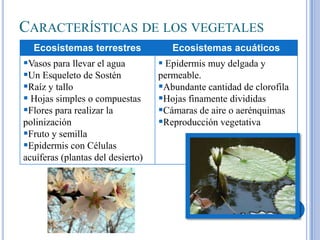 CARACTERÍSTICAS DE LOS VEGETALES
Ecosistemas terrestres

Vasos para llevar el agua
Un Esqueleto de Sostén
Raíz y tallo
 Hojas simples o compuestas
Flores para realizar la
polinización
Fruto y semilla
Epidermis con Células
acuíferas (plantas del desierto)

Ecosistemas acuáticos

 Epidermis muy delgada y
permeable.
Abundante cantidad de clorofila
Hojas finamente divididas
Cámaras de aire o aerénquimas
Reproducción vegetativa

 
