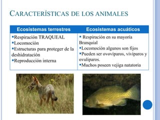 CARACTERÍSTICAS DE LOS ANIMALES
Ecosistemas terrestres

Ecosistemas acuáticos

 Respiración en su mayoría
Respiración TRAQUEAL
Branquial
Locomoción
Estructuras para proteger de la Locomoción algunos son fijos
Pueden ser ovovíparos, vivíparos y
deshidratación
ovuliparos.
Reproducción interna
Muchos poseen vejiga natatoria

 