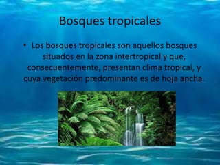 Bosques tropicales
• Los bosques tropicales son aquellos bosques
situados en la zona intertropical y que,
consecuentemente, presentan clima tropical, y
cuya vegetación predominante es de hoja ancha.
 
