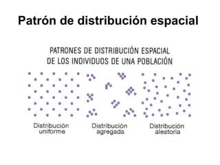 Patrón de distribución espacial
 