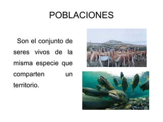 POBLACIONES

 Son el conjunto de
seres vivos de la
misma especie que
comparten       un
territorio.
 