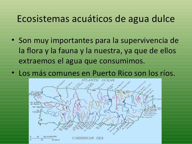 cadenas y redes alimenticias del ecosistema ecosistemas y redes alimentarias cadenas y redes alimenticias del ecosistema ecosistemas y redes alimentarias