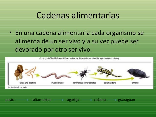 las cadenas troficas estan formadas por ecosistemas y redes alimentarias las cadenas troficas estan formadas por ecosistemas y redes alimentarias