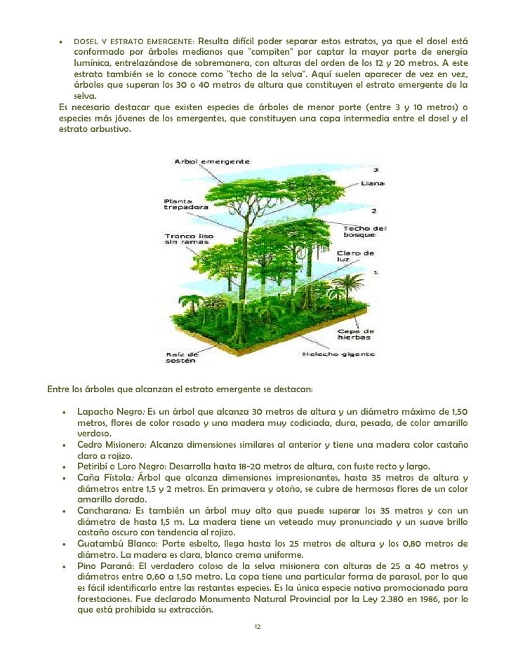 cadenas troficas en ecosistemas ecosistemas y redes troficas cadenas troficas en ecosistemas ecosistemas y redes troficas