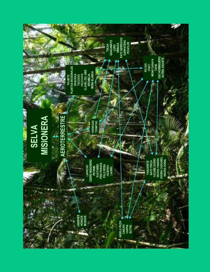cadenas troficas en ecosistemas ecosistemas y redes troficas cadenas troficas en ecosistemas ecosistemas y redes troficas