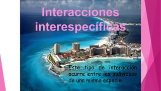 Este tipo de interacción
ocurre entre los individuos
de una misma especie.
 
