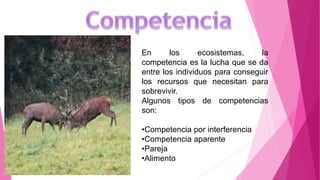 En los ecosistemas, la
competencia es la lucha que se da
entre los individuos para conseguir
los recursos que necesitan para
sobrevivir.
Algunos tipos de competencias
son:
•Competencia por interferencia
•Competencia aparente
•Pareja
•Alimento
 