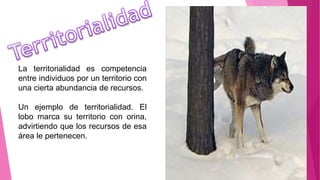 La territorialidad es competencia
entre individuos por un territorio con
una cierta abundancia de recursos.
Un ejemplo de territorialidad. El
lobo marca su territorio con orina,
advirtiendo que los recursos de esa
área le pertenecen.
 