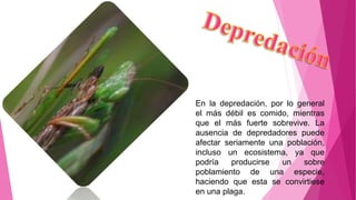 En la depredación, por lo general
el más débil es comido, mientras
que el más fuerte sobrevive. La
ausencia de depredadores puede
afectar seriamente una población,
incluso un ecosistema, ya que
podría producirse un sobre
poblamiento de una especie,
haciendo que esta se convirtiese
en una plaga.
 