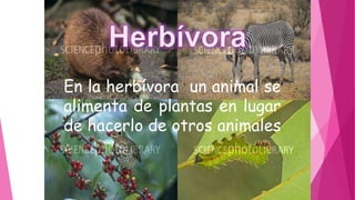 En la herbívora un animal se
alimenta de plantas en lugar
de hacerlo de otros animales
.
 