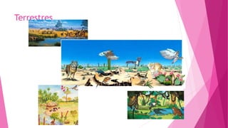 Terrestres
 