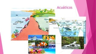 Acuáticos
 