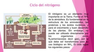 Ciclo del nitrógeno
El nitrógeno es un elemento muy
importante en la Tierra. Forma el 78%
de la atmósfera. Es fundamental en la
estructura de los aminoácidos, las
proteínas y los ácidos nucléicos, y
para el crecimiento y buen desarrollo
de las plantas. Sin embargo, no
puede ser utilizado directamente por
los organismos como
N2(amoníaco)(es decir gas), por lo
que debe ser transformado para su
uso biológico en NH3. El ciclo sigue
los siguientes pasos:
 
